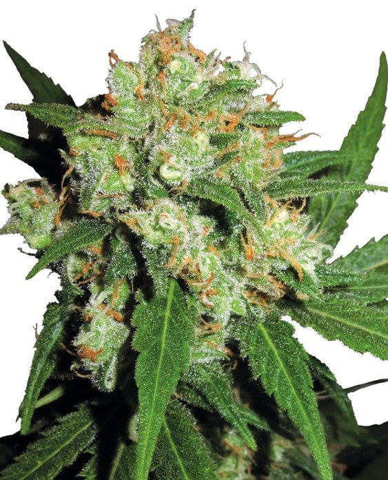 Sensi Seeds-Sensi Skunk