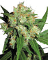 Sensi Seeds-Sensi Skunk