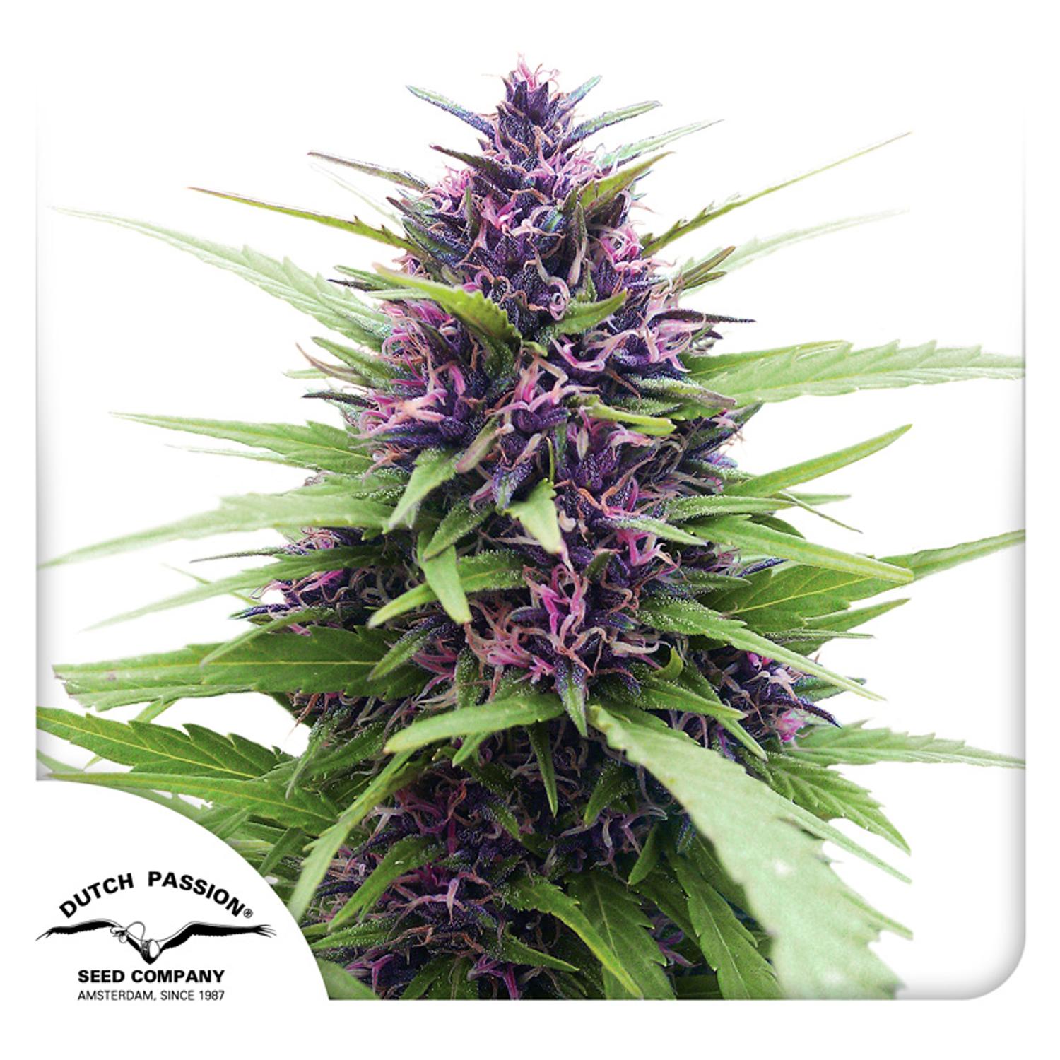 Dutch Passion-Shaman