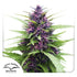 Dutch Passion-Shaman