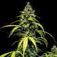 Sherbet Queen Auto - Cannaseuse - Curated Genetics - Royal Queen Seeds