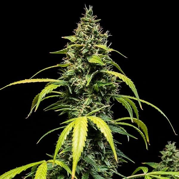 Sherbet Queen Auto - Cannaseuse - Curated Genetics - Royal Queen Seeds