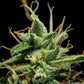 Sherbet Queen Auto - Cannaseuse - Curated Genetics - Royal Queen Seeds