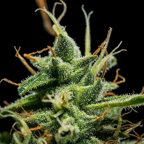 Sherbet Queen Auto - Cannaseuse - Curated Genetics - Royal Queen Seeds
