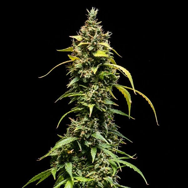 Sherbet Queen Auto - Cannaseuse - Curated Genetics - Royal Queen Seeds