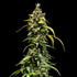 Sherbet Queen Auto - Cannaseuse - Curated Genetics - Royal Queen Seeds