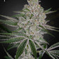 Green House Seeds-Shishka Lemonade