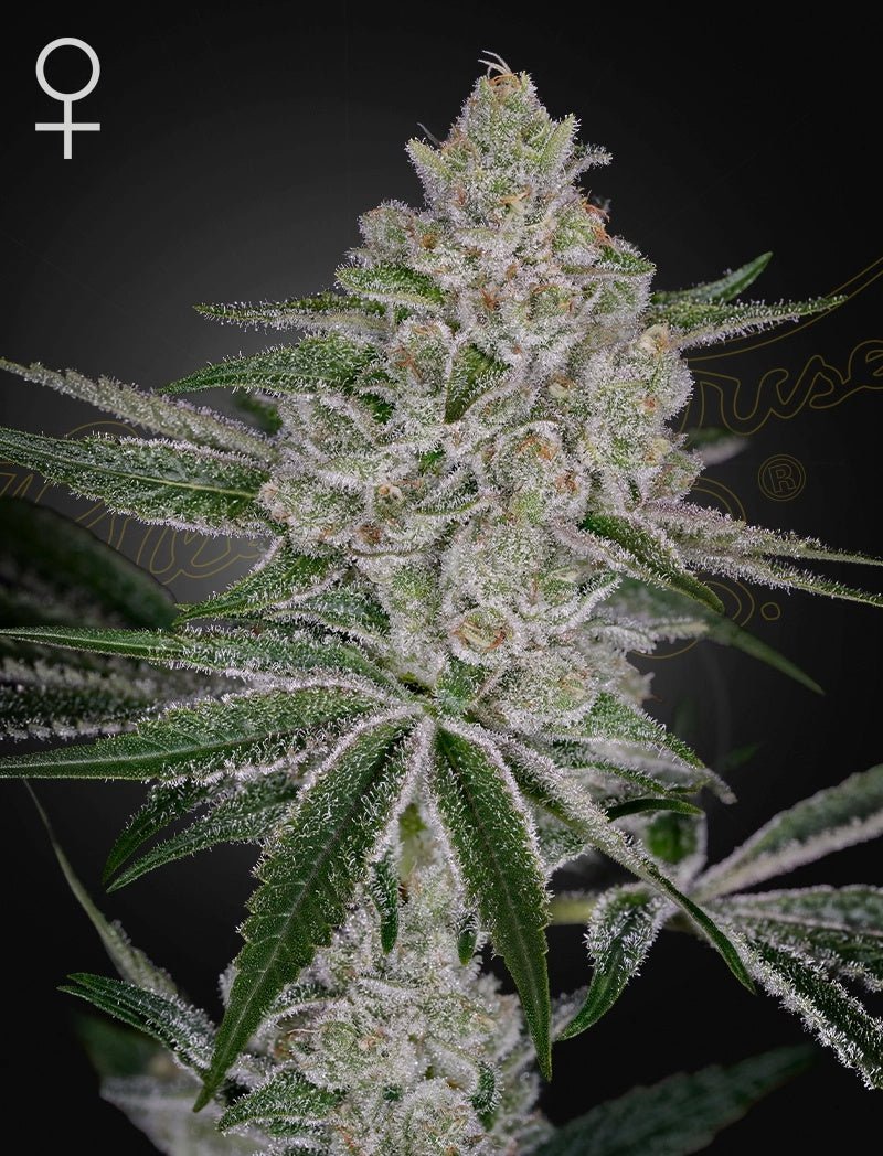 Green House Seeds-Shishka Lemonade