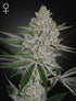 Green House Seeds-Shishka Lemonade