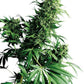 Sensi Seeds-Shiva Shanti