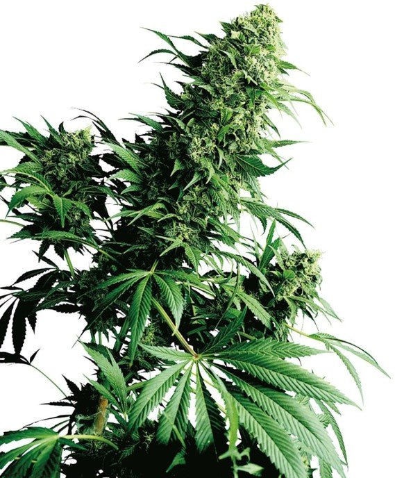 Sensi Seeds-Shiva Shanti