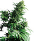 Sensi Seeds-Shiva Shanti