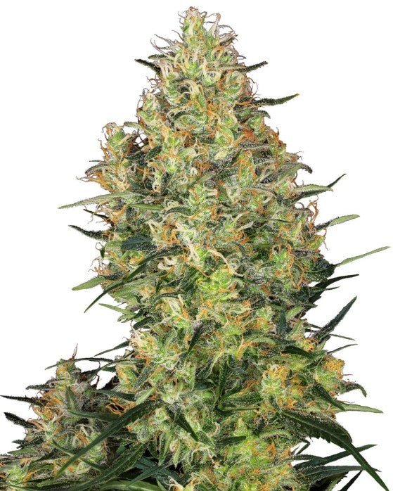 Shiva Skunk - Cannaseuse - Curated Genetics - Sensi Seeds