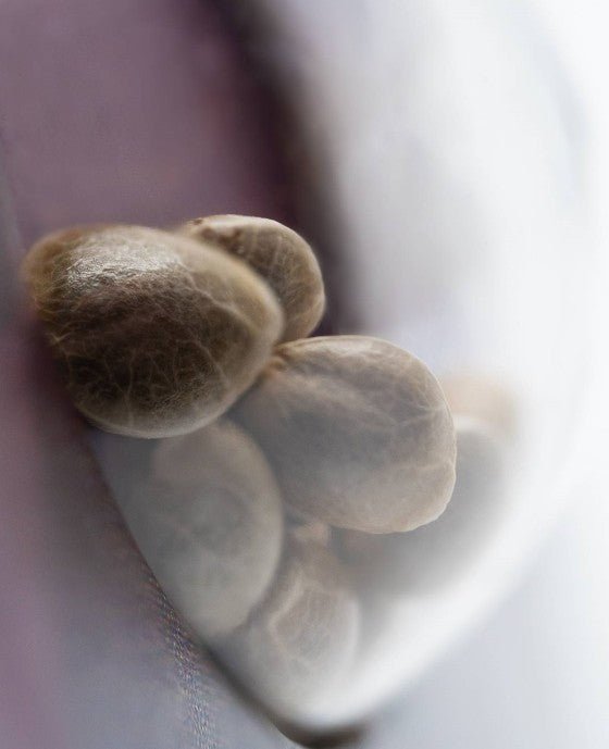 Shiva Skunk - Cannaseuse - Curated Genetics - Sensi Seeds