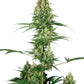 Sensi Seeds-Silver Fire