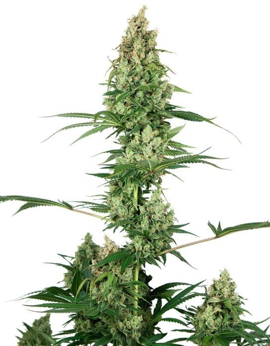 Sensi Seeds-Silver Fire