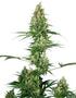 Sensi Seeds-Silver Fire