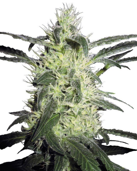 Silver Haze - Cannaseuse - Curated Genetics - Sensi Seeds
