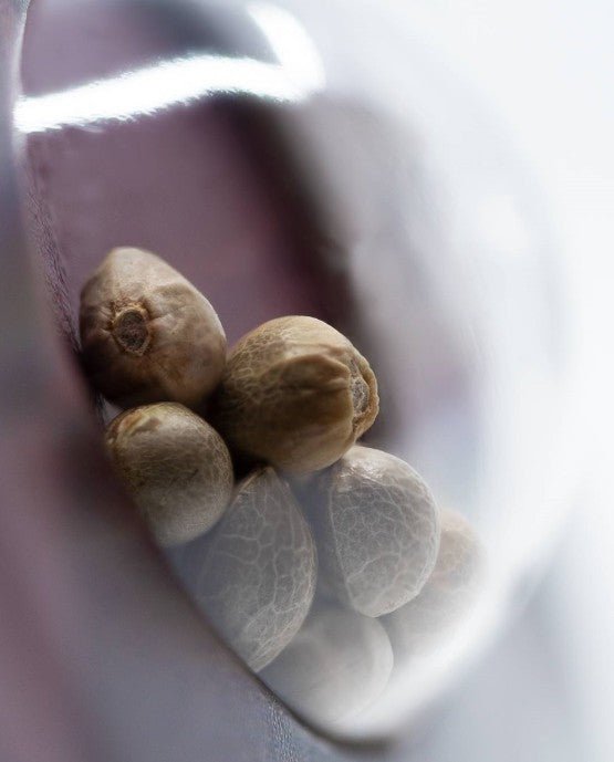 Silver Haze - Cannaseuse - Curated Genetics - Sensi Seeds