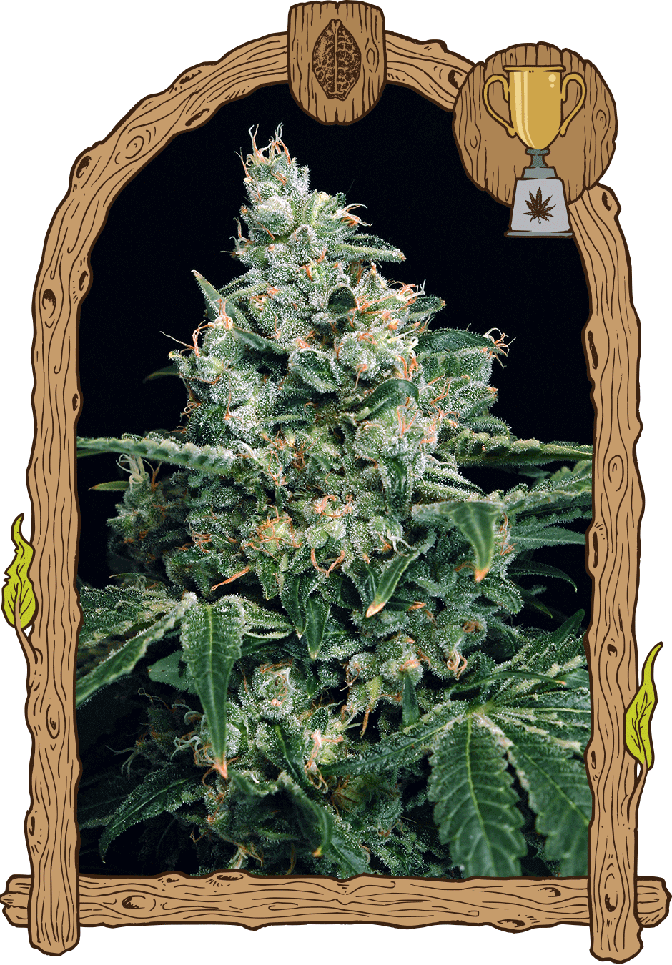 Exotic Seed-Sir Jack