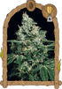 Exotic Seed-Sir Jack