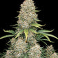Six Shooter Auto - Cannaseuse - Curated Genetics - 42 Fast Buds