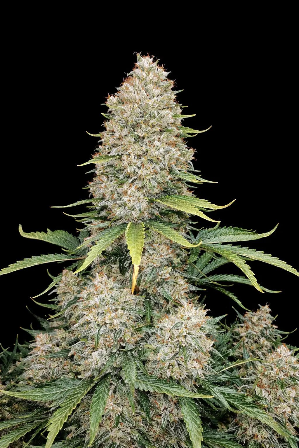 Six Shooter Auto - Cannaseuse - Curated Genetics - 42 Fast Buds