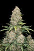 Six Shooter Auto - Cannaseuse - Curated Genetics - 42 Fast Buds