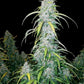 Six Shooter Auto - Cannaseuse - Curated Genetics - 42 Fast Buds