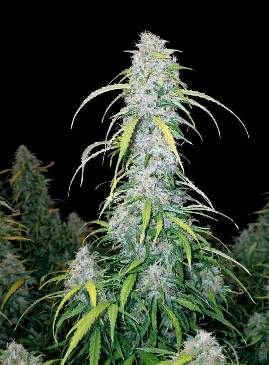 Six Shooter Auto - Cannaseuse - Curated Genetics - 42 Fast Buds