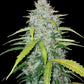 Six Shooter Auto - Cannaseuse - Curated Genetics - 42 Fast Buds