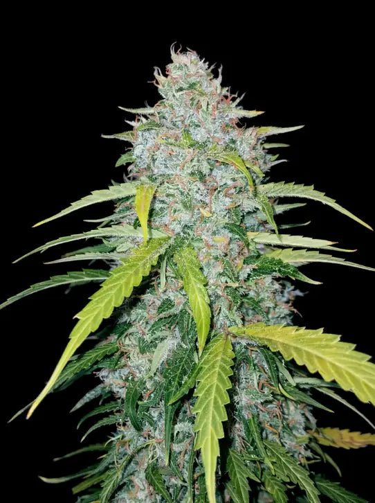 Six Shooter Auto - Cannaseuse - Curated Genetics - 42 Fast Buds