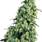 Sensi Seeds-Skunk 1
