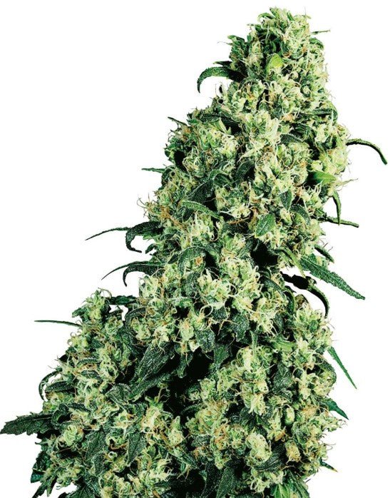 Sensi Seeds-Skunk 1