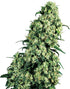 Sensi Seeds-Skunk 1