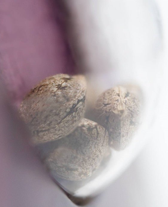 Sensi Seeds-Skunk 1