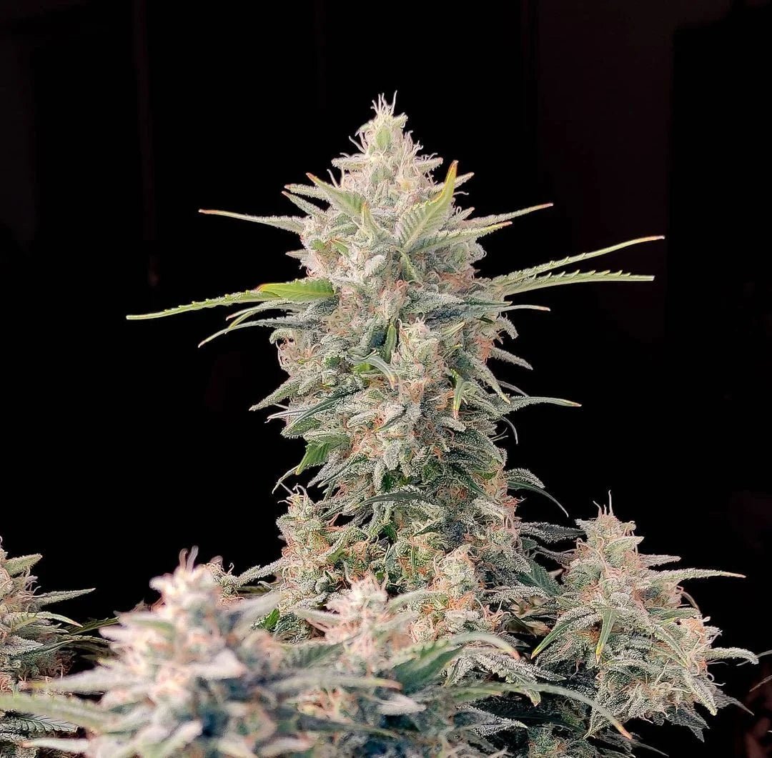 Skunk Auto - Cannaseuse - Curated Genetics - 42 Fast Buds