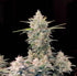 Skunk Auto - Cannaseuse - Curated Genetics - 42 Fast Buds
