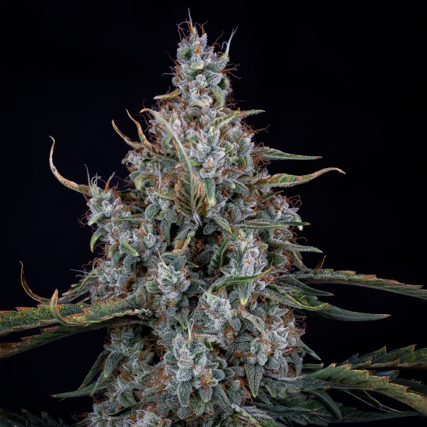 Mephisto Genetics-Skystomper 2.0.