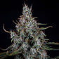 Mephisto Genetics-Skystomper 2.0.