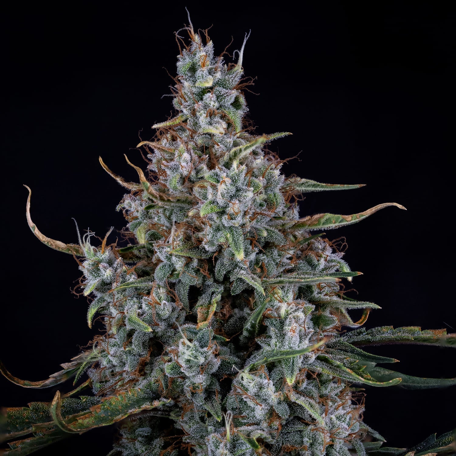 Mephisto Genetics-Skystomper 2.0.