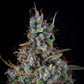 Mephisto Genetics-Skystomper 2.0.