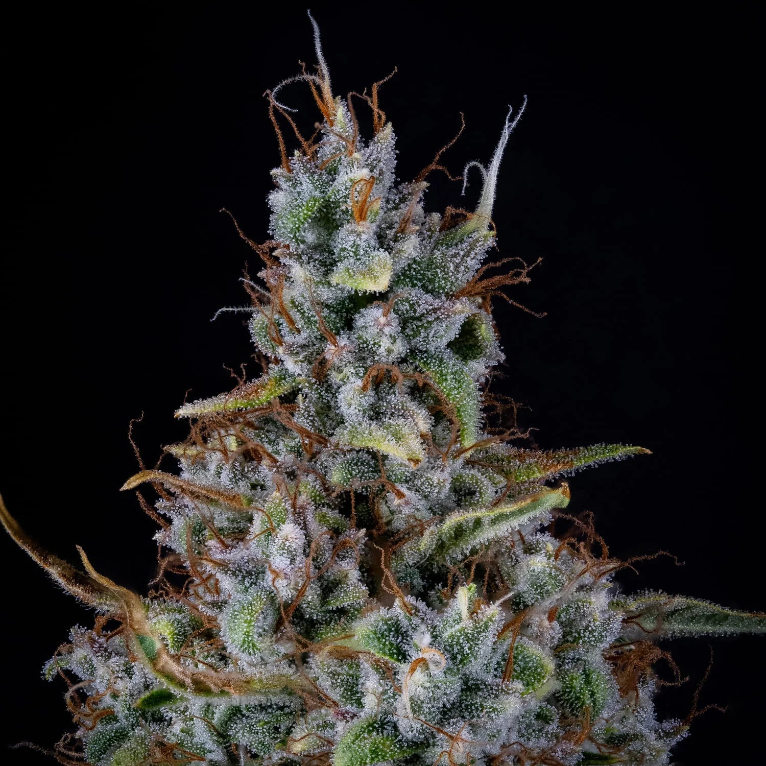 Mephisto Genetics-Skystomper 2.0.