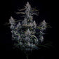 Mephisto Genetics-Skystomper 2.0.