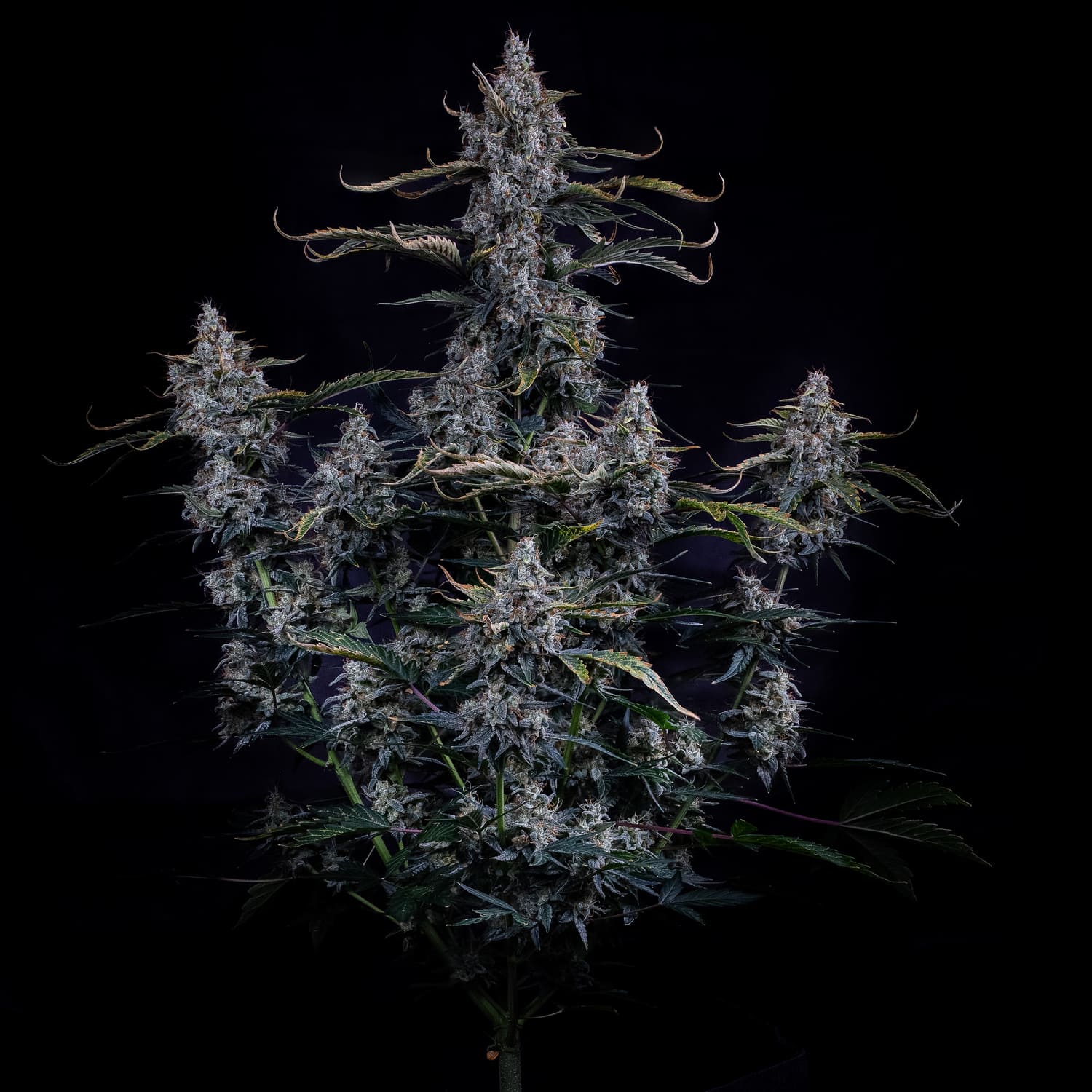 Mephisto Genetics-Skystomper 2.0.