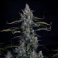 Mephisto Genetics-Skystomper 2.0.