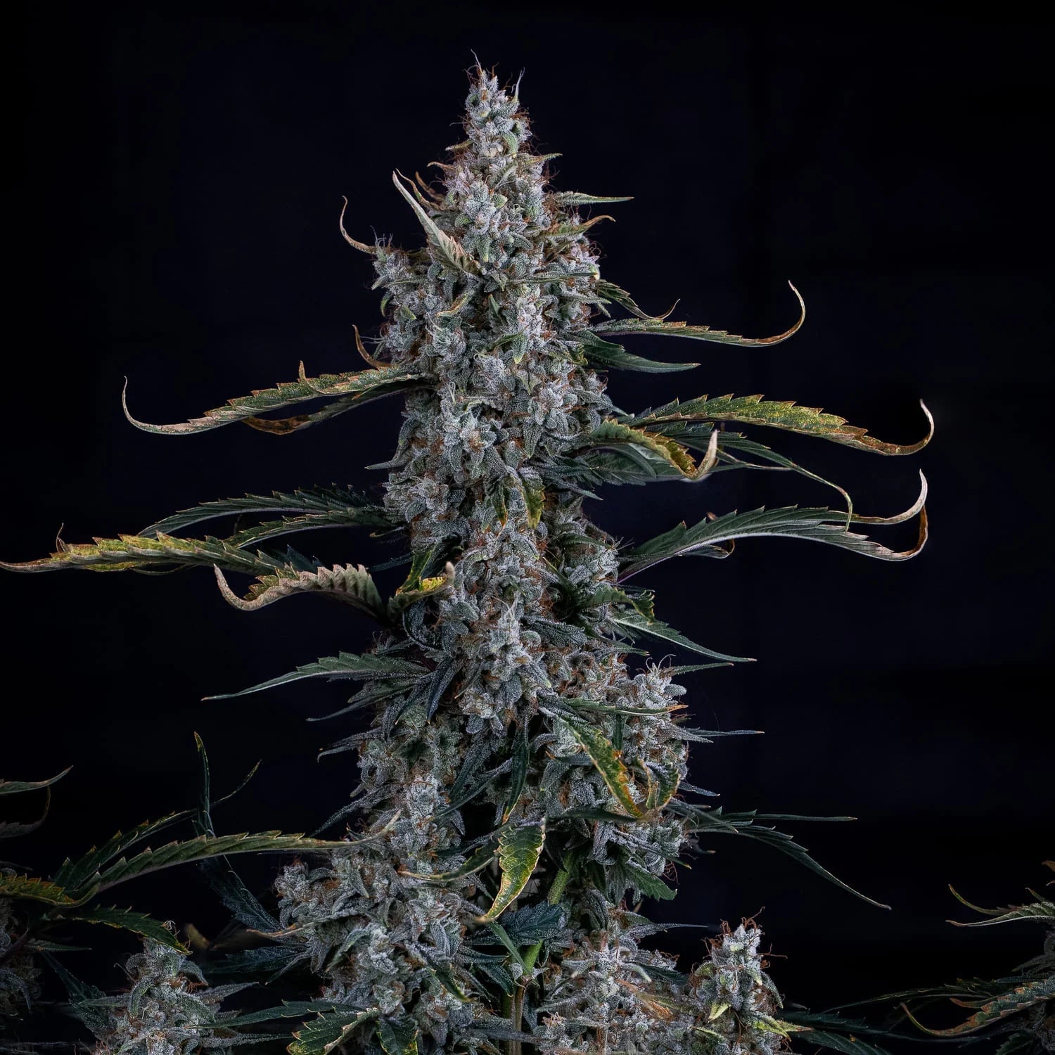 Mephisto Genetics-Skystomper 2.0.