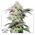 Dutch Passion-Skywalker Haze