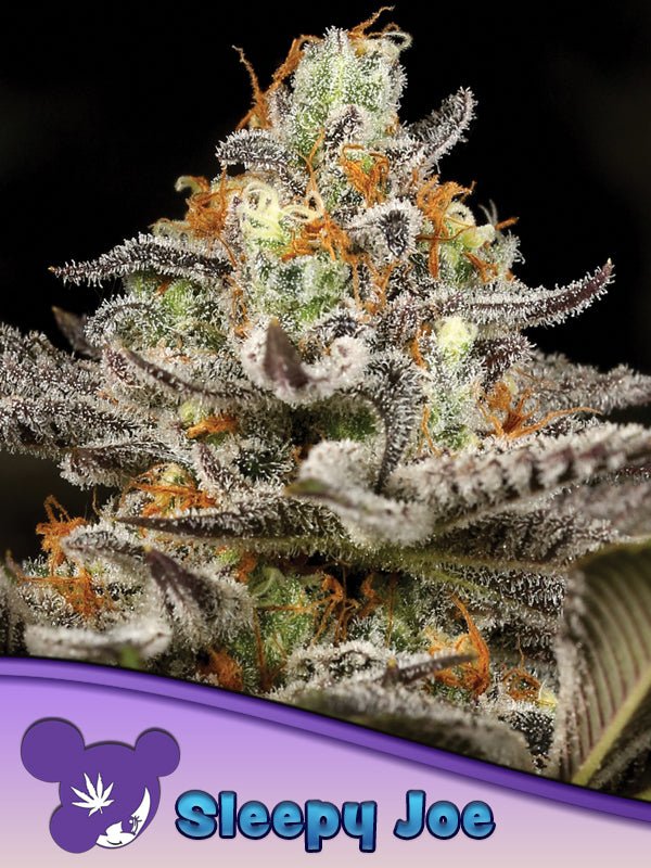 Anesia Seeds-Sleepy Joe