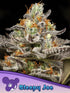 Anesia Seeds-Sleepy Joe